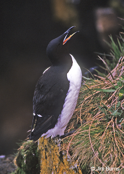 Thick-billed Murre