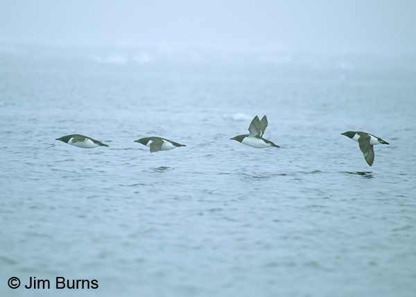 Thick-billed Murres in flight