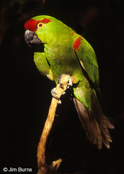 Thick-billed Parrot