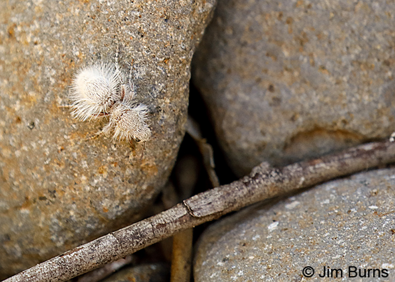Thistledown Velvet Ant (Dasymutilla gloriosa)