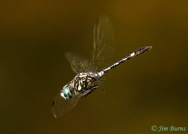 Thornbush Dasher male in flight, Cameron Co., TX, November 2018--2514