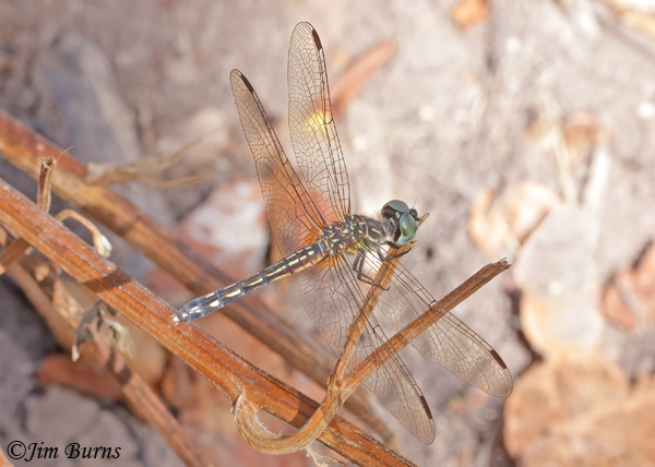 Thornbush Dasher Thornbush Dasher feale, Hidalgo Co., TX, September 2023--4170