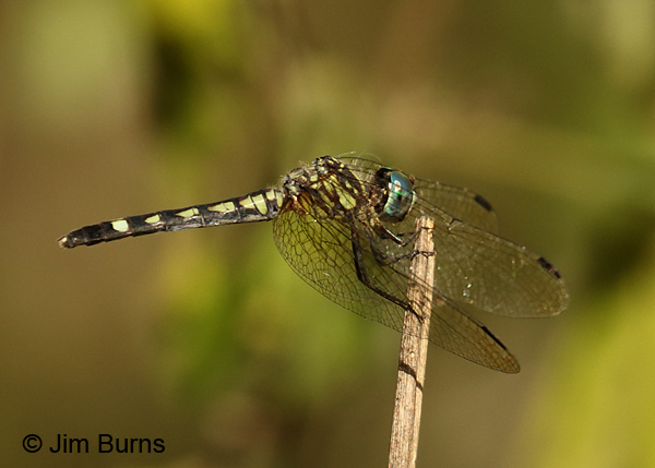 Thornbush Dasher female, Cameron Co., TX, October 2016
