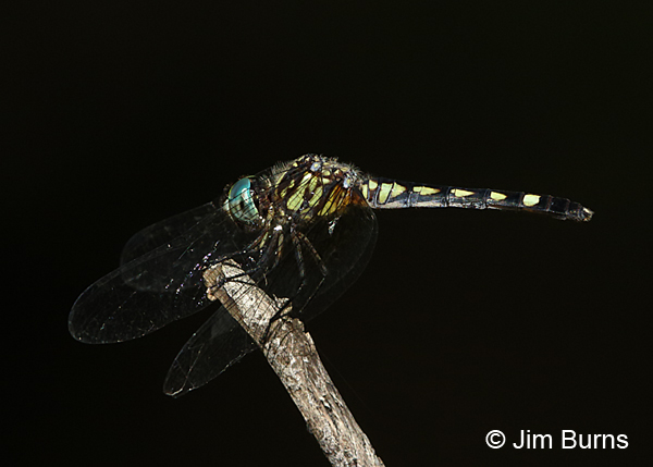 Thornbush Dasher female, Travis Co., TX, August 2017
