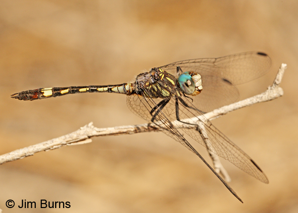 Thornbush Dasher male, Hidalgo Co., TX, November 2011