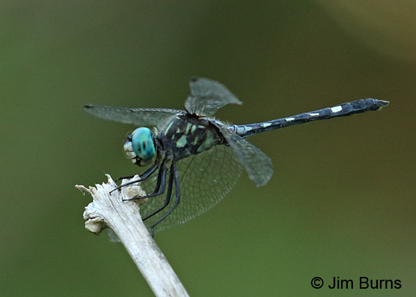 Thornbush Dasher male, Hidalgo Co., TX, October 2016
