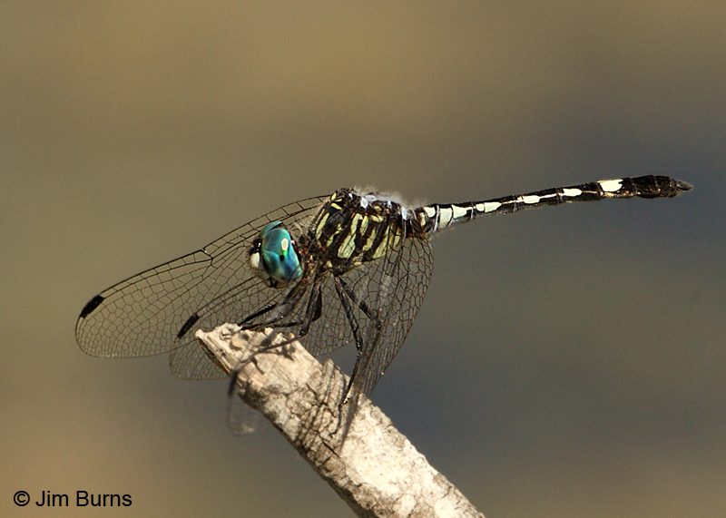Thornbush Dasher male, Hidalgo Co., TX, October 2011