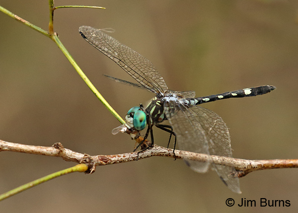 Thornbush Dasher male eating small fly, Hidalgo Co., TX, October 2016