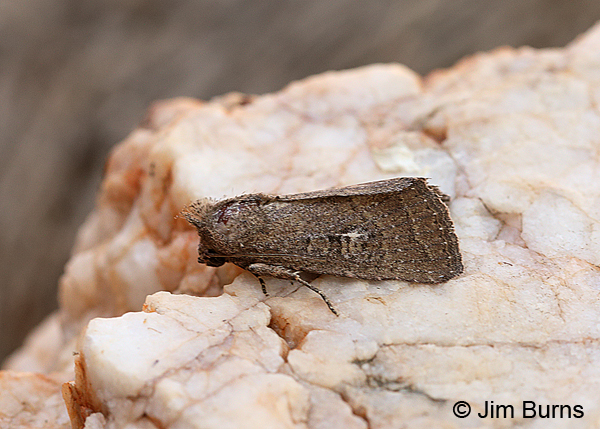 Thoughtful Apamea Moth, Arizona