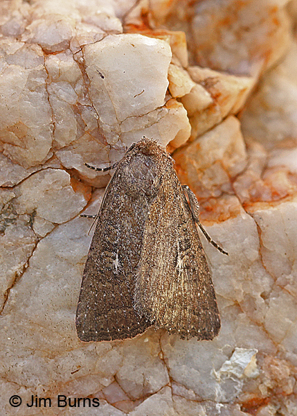 Thoughtful Apamea Moth dorsal view, Arizona