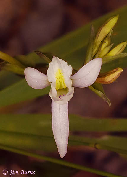 Three-Birds Orchid, Oklahoma--5637