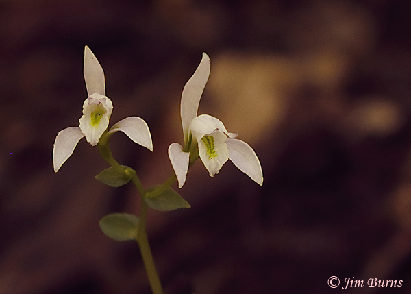 Three Birds Orchid, Oklahoma--5642
