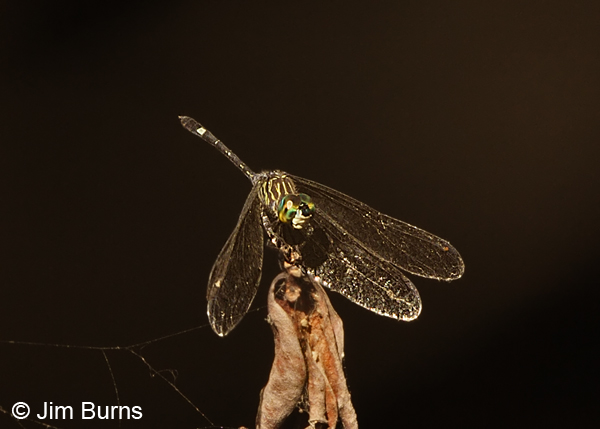 Three-striped Dasher male, Monroe Co., FL, December 2012