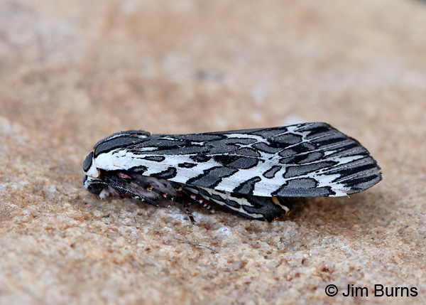 Tiger Moth, Arizona