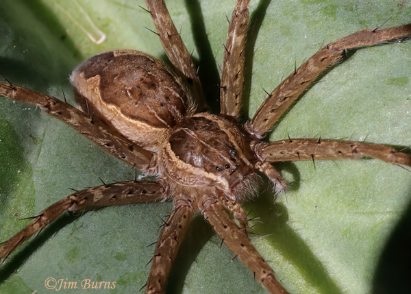 Tinus peregrinus, Arizona--9756