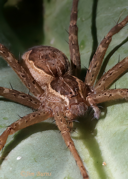 Tinus peregrinus, showing nurseryweb spider eye configuration--9767