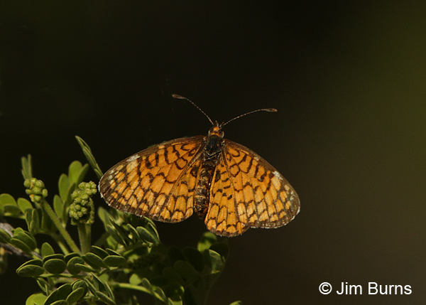 Tiny Checkerspot, Arizona