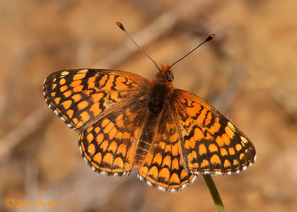 Tiny Checkerspot, Arizona--8272