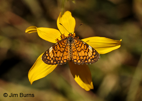 Tiny Checkerspot on Little Golden Zinnia, Arizona