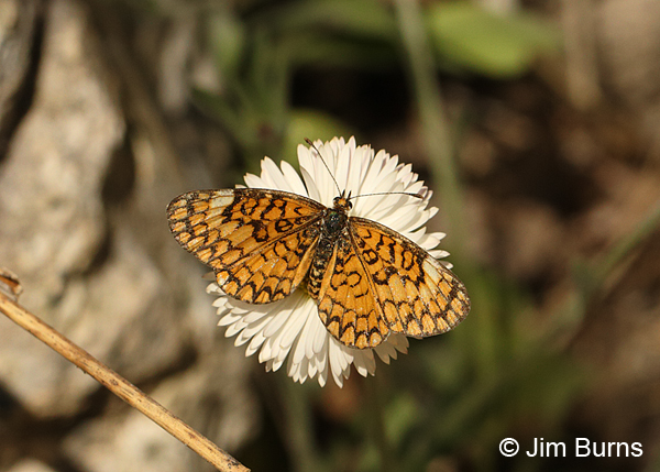 Tiny Checkerspot on Spreading Fleabane, Arizona