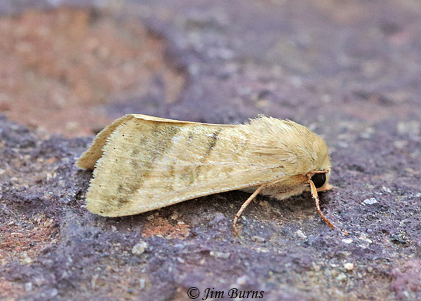 Tobacco Budworm Moth, Arizona--3862