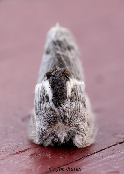 Tolype nigricaria head shot, Arizona--5797