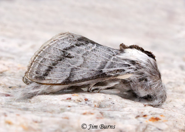 Tolype nigricaria, Arizona--5805