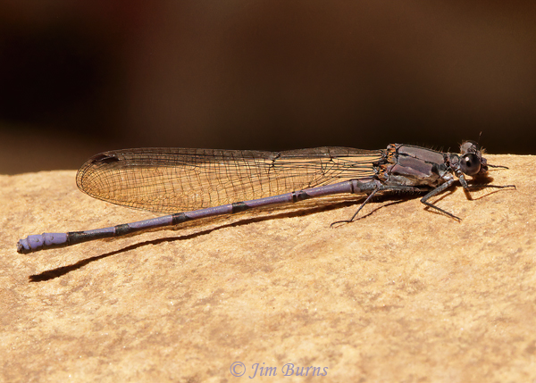 Tonto Dancer male, Coconino Co., AZ, July 2021--0967