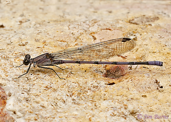 Tonto Dancer male, Cochise Co., AZ, October 2018--1349