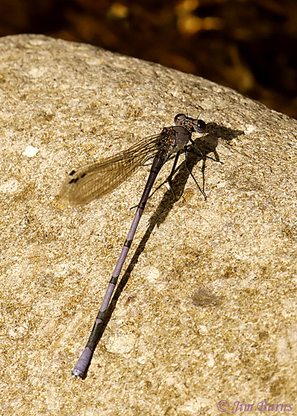 Tonto Dancer male dorsal view, Cochise Co., AZ, October 2018--1370