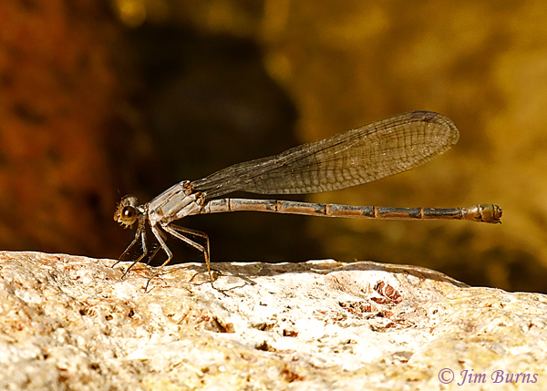 Tonto Dancer female, Cochise Co., AZ, October 2018--1374