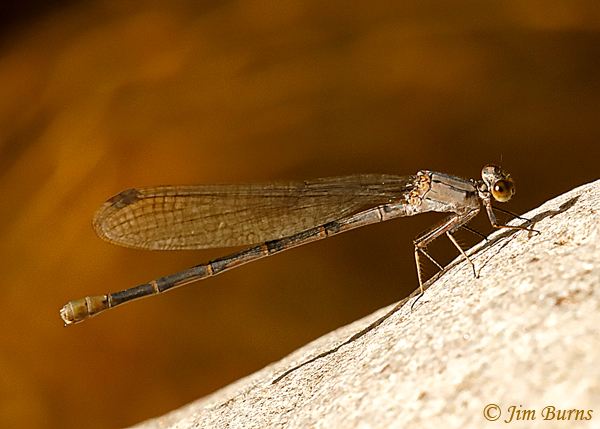 Tonto Dancer female, Cochise Co., AZ, October 2018--1377