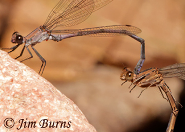 Tonto Dancer pair in tandem, Cochise Co., AZ, September 2021--4739