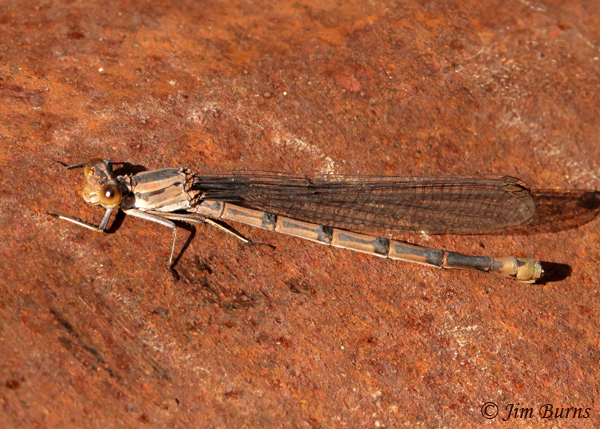 Tonto Dancer brown female, Cochise Co., AZ, September 2021--4937