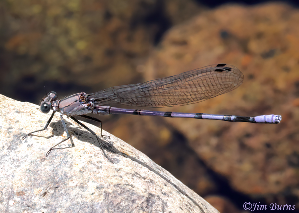 Tonto Dancer male, Cochise Co., AZ, July 2023--9801