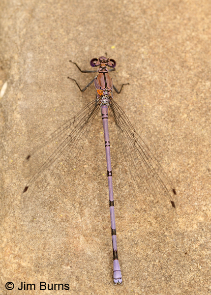 Tonto Dancer injured male dorsal view, Coconino Co., AZ, July 2012