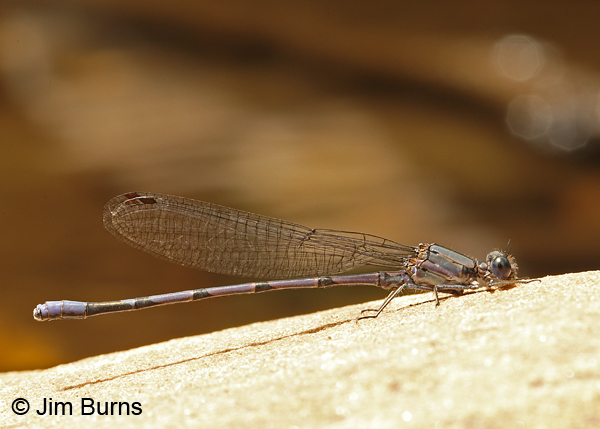 Tonto Dancer male, Coconino Co., AZ, July 2016