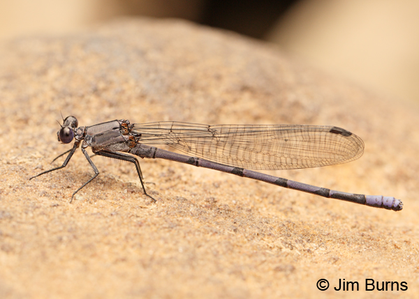 Tonto Dancer male, Coconino Co., AZ, July 2012