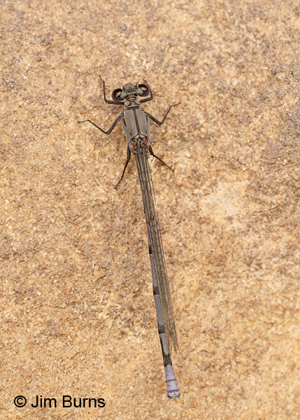 Tonto Dancer male dorsal view, Coconino Co., AZ, July 2016