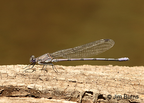 Tonto Dancer male on log, Coconino Co., AZ, July 2016