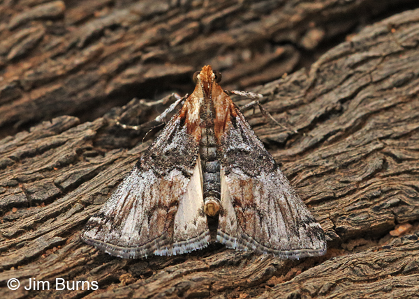 Toripalpus trabalis, Arizona