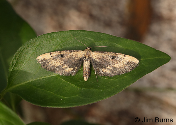 Tornos benjamini female, Arizona