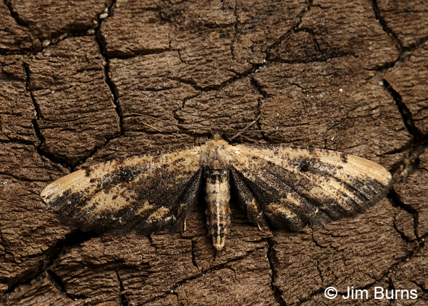Tornos benjamini female on log, Arizona