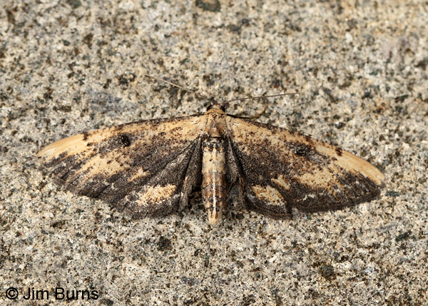 Tornos benjamini female on rock, Arizona