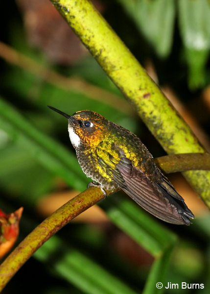 Tourmaline Sunangel female