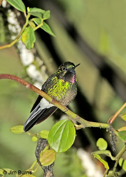 Tourmaline Sunangel male