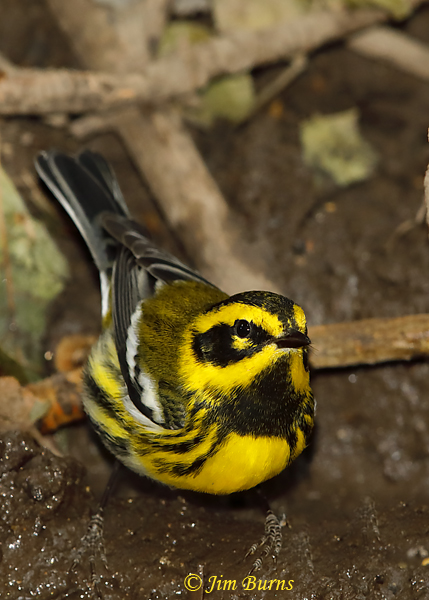 Townsend's Warbler male at waterhole--5999