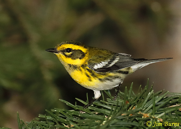 Townsend's Warbler female--6152