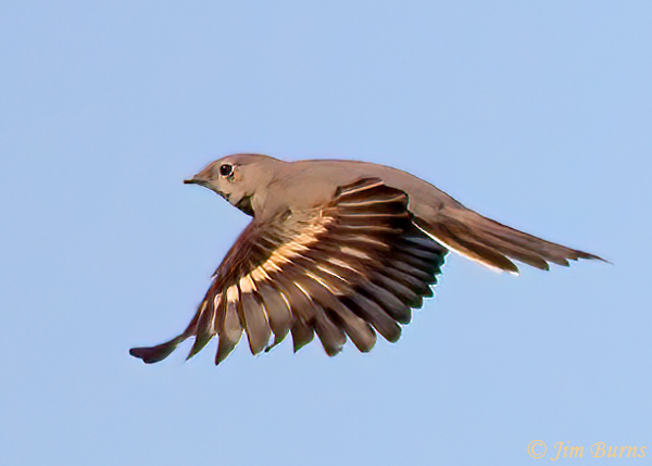 Townsend's Solitaire dorsal wing--0172