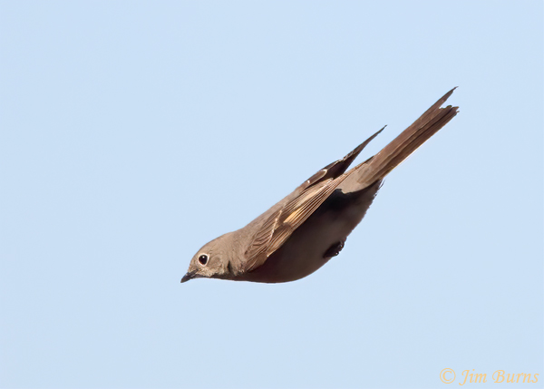 Townsend's Solitaire chasing bugs #3--0221